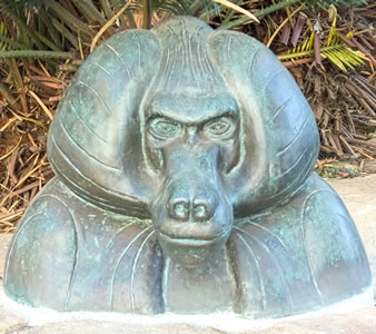 Baboon