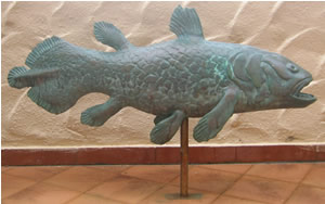 Coelacanth