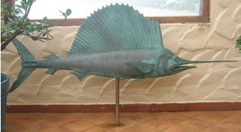 Sailfish